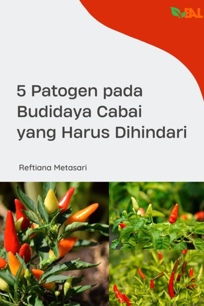 5 Patogen pada Budidaya Cabai yang Harus Dihindari